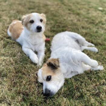 Corgi Dogs Available for Adoption in Richmond, Texas - Elvis & Presley | PetCurious