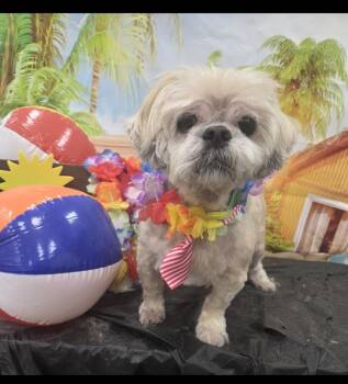 Rescue Shih Tzu Dogs for Adoption in Omaha, Nebraska - Shih Tzu - Alan | PetCurious