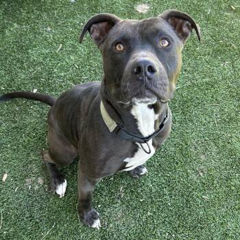 Crutch -  Pit Bull Terrier and Mixed Breed Dog for Adoption in Flagstaff, Arizona - Crutch | PetCurious