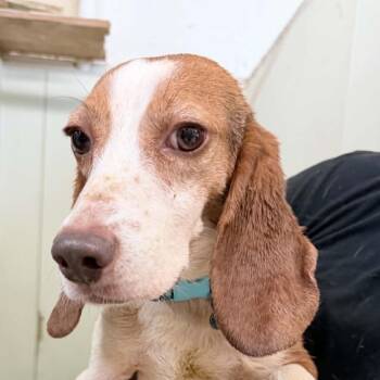 Beagle Dogs Available for Adoption in Chino Hills, California - Henri Matisse - Chino Hills Location | PetCurious