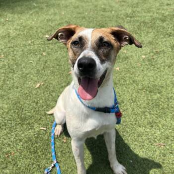 Paloma -  Mixed Breed and Shepherd Dog for Adoption in Eureka, California - Paloma | PetCurious