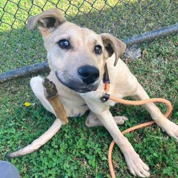 Mixed Breed Dogs Available for Adoption in Chattanooga, Tennessee - Prime | PetCurious