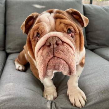 English Bulldog Dogs Available for Adoption in Mead, Colorado - Chungus | PetCurious