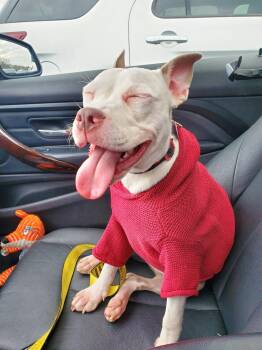 Staffordshire Bull Terrier Dogs Available for Adoption in Ocean Township, New Jersey - Stella | PetCurious