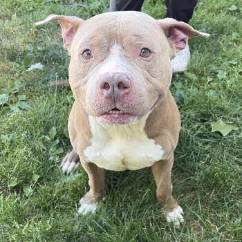 Buble -  Pit Bull Terrier Dog for Adoption in Newark, New Jersey - Buble | PetCurious