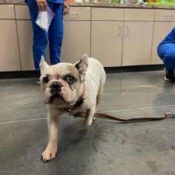 Spot -  Mixed Breed Dog for Adoption in Dickinson, Texas - Spot | PetCurious