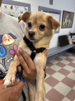 Lila -  Chihuahua Dog for Adoption in Ontario, California - Lila | PetCurious