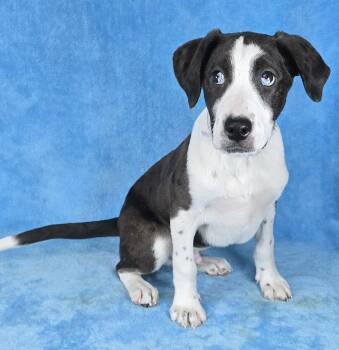 Hound and Cattle Dog Dogs Available for Adoption - Dennis *foster Needed* | PetCurious