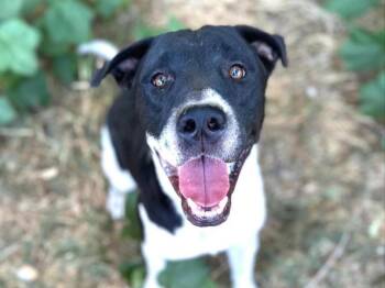 Labrador Retriever and German Shorthaired Pointer Dogs Available for Adoption - Tigger | PetCurious