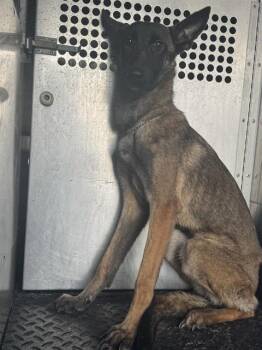 Rescue Belgian Shepherd Malinois Dogs for Adoption in Rancho Cucamonga, California - UNKNOWN | PetCurious