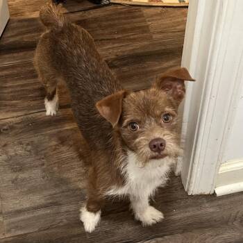 Dennis -  Chihuahua and Terrier Dog for Adoption in Rockville, Maryland - Dennis | PetCurious