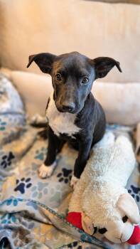 Labrador Retriever Dogs Available for Adoption in Houston, Texas - NOVA | PetCurious