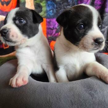 Jack -  Terrier and Mixed Breed Dog for Adoption in Phoenix, Arizona - Jack | PetCurious