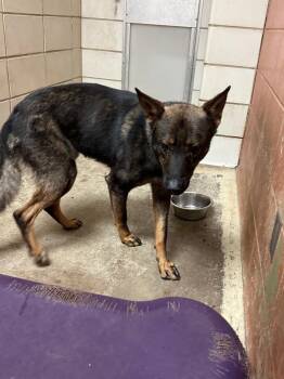 Donnie -  German Shepherd Dog Dog Available for Adoption in Bossier City, Louisiana - Donnie | PetCurious