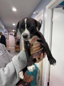 Rescue Mixed Breed Dogs for Adoption in Statesboro, Georgia - Peach (Hot Pink) | PetCurious