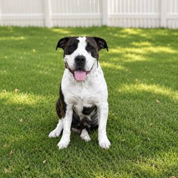 Maggie -  American Staffordshire Terrier and Mixed Breed Dog for Adoption in Houston, Texas - Maggie | PetCurious