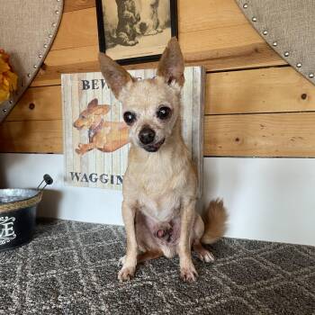 Rescue Chihuahua Dogs for Adoption in Vacaville, California - Sheldon | PetCurious