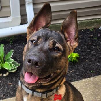 Possum -  Akita Dog for Adoption in Houston, Texas - Possum | PetCurious