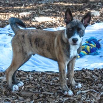 Rescue Husky Dogs for Adoption in Wimberley, Texas - Onyx | PetCurious