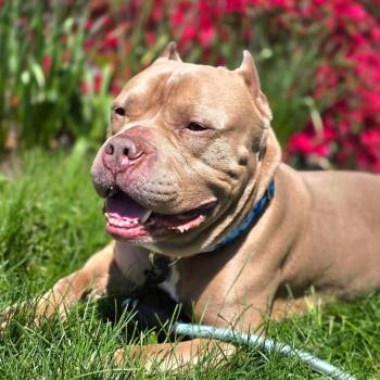 Pit Bull Terrier Dogs Available for Adoption in Elizabethtown, Pennsylvania - Rocco  | PetCurious