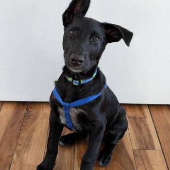 Remus -  Mixed Breed Dog for Adoption in Cathlamet, Washington - Remus | PetCurious
