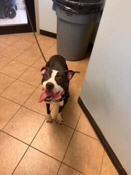 Shania -  Pit Bull Terrier Dog for Adoption in Marion, Ohio - Shania | PetCurious