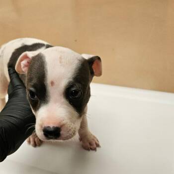 Jessie -  Mixed Breed Dog for Adoption in Winston-salem, North Carolina - Jessie | PetCurious