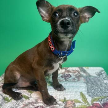 Raisin -  Miniature Dachshund and Mixed Breed Dog for Adoption in San Antonio, Texas - Raisin | PetCurious