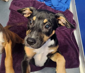 Rescue Labrador Retriever Dogs for Adoption in Oakland Park, Florida - Sahara | PetCurious