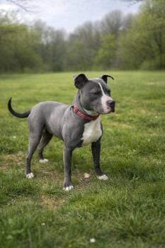 Pit Bull Terrier Dogs Available for Adoption - Twiggy | PetCurious