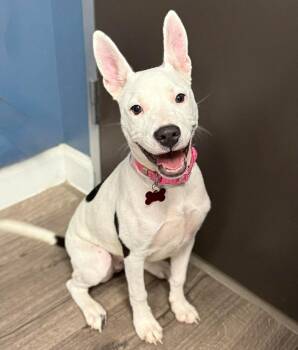 Pit Bull Terrier Dogs Available for Adoption - Oreo | PetCurious