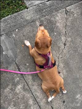 Maggie -  Terrier Dog for Adoption in Candler, North Carolina - Maggie | PetCurious