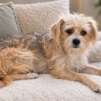 Beth aka Nala -  Yorkshire Terrier and Terrier Dog for Adoption in Coachella, California - Beth Aka Nala | PetCurious