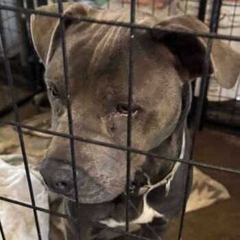 Rescue Terrier and Mixed Breed Dogs for Adoption in Hackett, Arkansas - Larkin | PetCurious