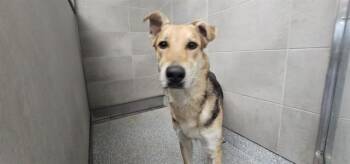 German Shepherd Dog and Mixed Breed Dogs Available for Adoption in Rowlett, Texas - PANCAKE | PetCurious