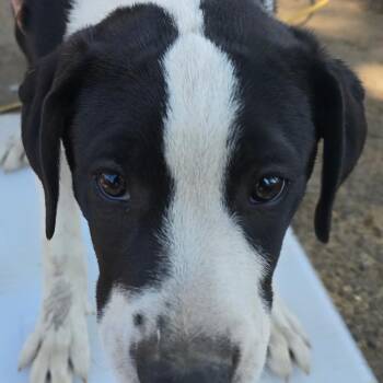American Staffordshire Terrier and Black Labrador Retriever Dogs Available for Adoption in Klamath Falls, Oregon - Drew | PetCurious