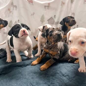 Hound and Australian Shepherd Dogs Available for Adoption - Arrow 01-1317 | PetCurious