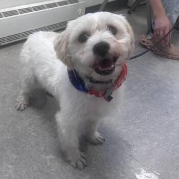 Oddie -  Mixed Breed Dog for Adoption in Philadelphia, Pennsylvania - Oddie | PetCurious
