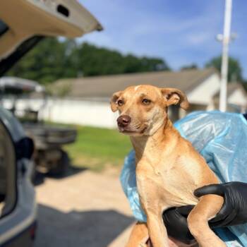 BERKLEY 5535 -  Mixed Breed and None Dog for Adoption in Loxahatchee Groves, Florida - BERKLEY 5535 | PetCurious