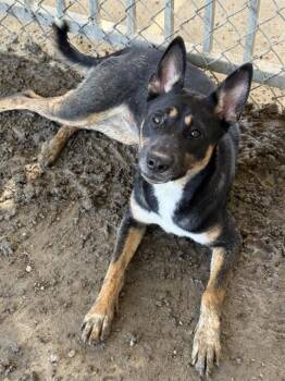 BEAR -  Terrier and Mixed Breed Dog for Adoption in Riverside, California - BEAR | PetCurious