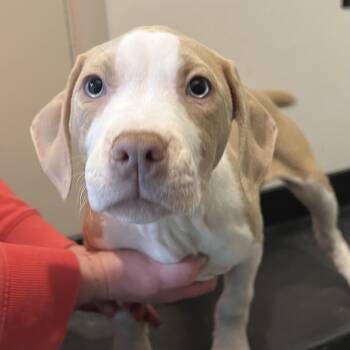 Pit Bull Terrier Dogs Available for Adoption - Jess | PetCurious