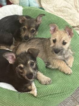 Willow -  Terrier and Schnauzer Dog Available for Adoption in The Woodlands, Texas - Willow | PetCurious