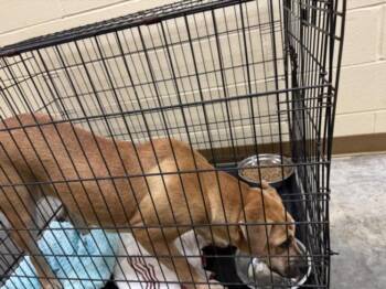 MARY PUPPINS -  Black Mouth Cur and Mixed Breed Dog Available for Adoption in Texas City, Texas - MARY PUPPINS | PetCurious