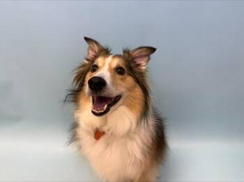 Ajax -  Shetland Sheepdog Sheltie and American Eskimo Dog Dog for Adoption in Golden Valley, Minnesota - Ajax | PetCurious