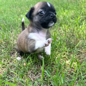 Fifi La Fumme -  Pug and Chihuahua Dog for Adoption in Austin, Texas - Fifi La Fumme | PetCurious