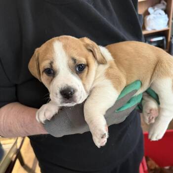 Mixed Breed Dogs Available for Adoption - Fable | PetCurious