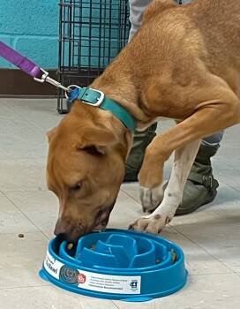 Rescue American Staffordshire Terrier Dogs for Adoption in Burnsville, North Carolina - Scooby Doo | PetCurious