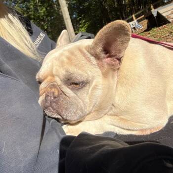 Petunia -  French Bulldog Dog for Adoption in West Chester, Pennsylvania - Petunia | PetCurious