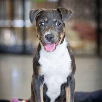 Alison -  Shepherd Dog for Adoption in Edinburg, Texas - Alison | PetCurious