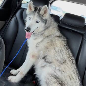 Portia -  Siberian Husky Dog for Adoption in Houston, Texas - Portia | PetCurious